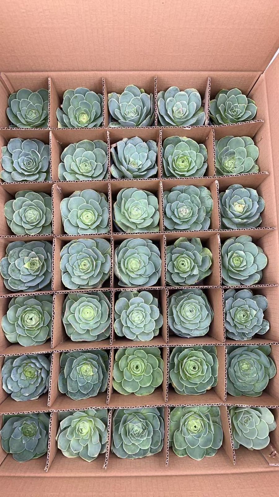 多肉植物 Z3384 バラ 18株 抜き苗 エケベリア セダム アエオニウム