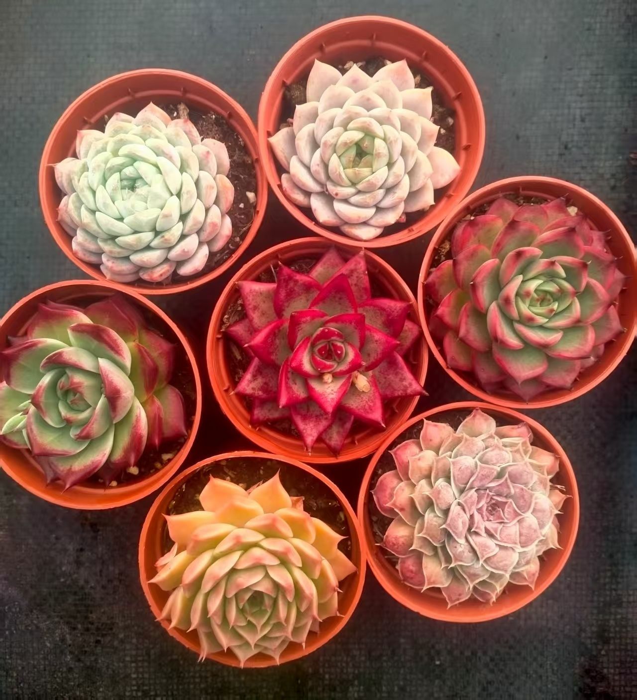 多肉植物 Z3195 シンヒンザツ 18株 抜き苗 エケベリア セダム