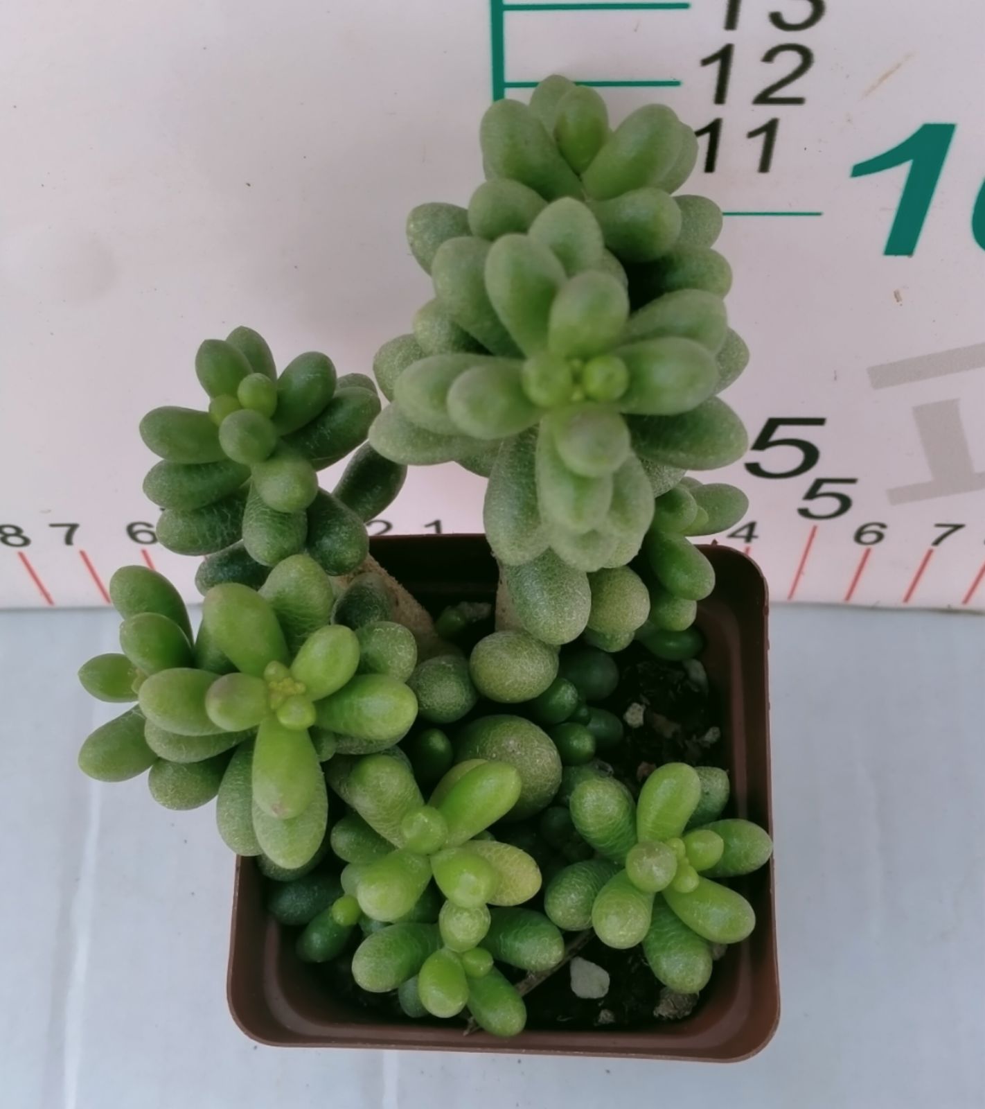 多肉植物 Z3163 グリーンタートルエッグ 32株 抜き苗 エケベリア