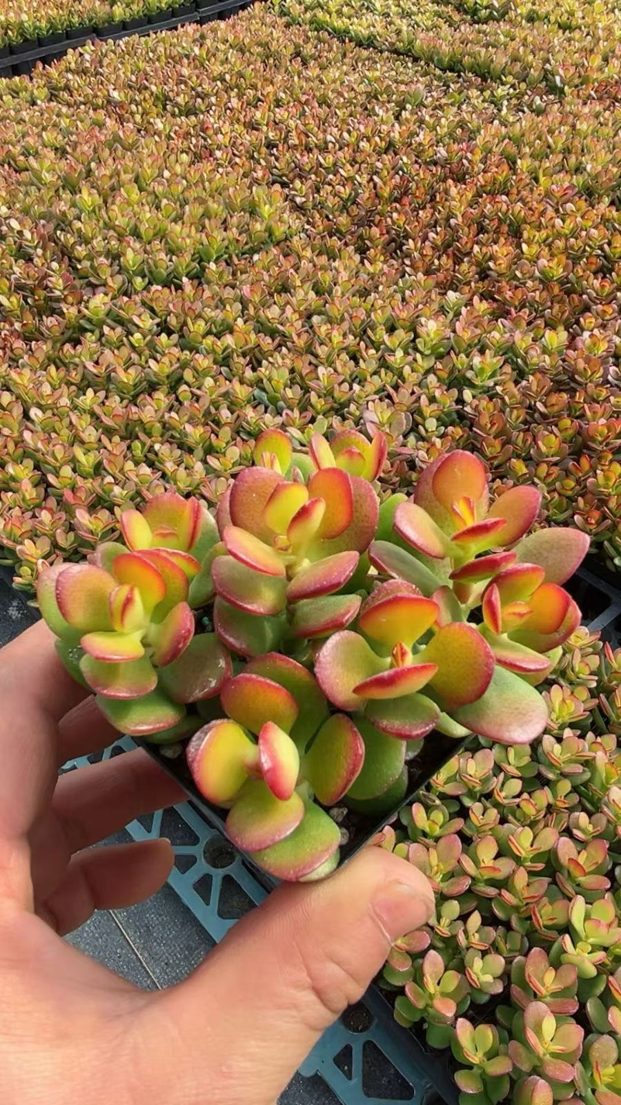 多肉植物 Z3399 ヒメコウカゲツ 32株 抜き苗 エケベリア セダム