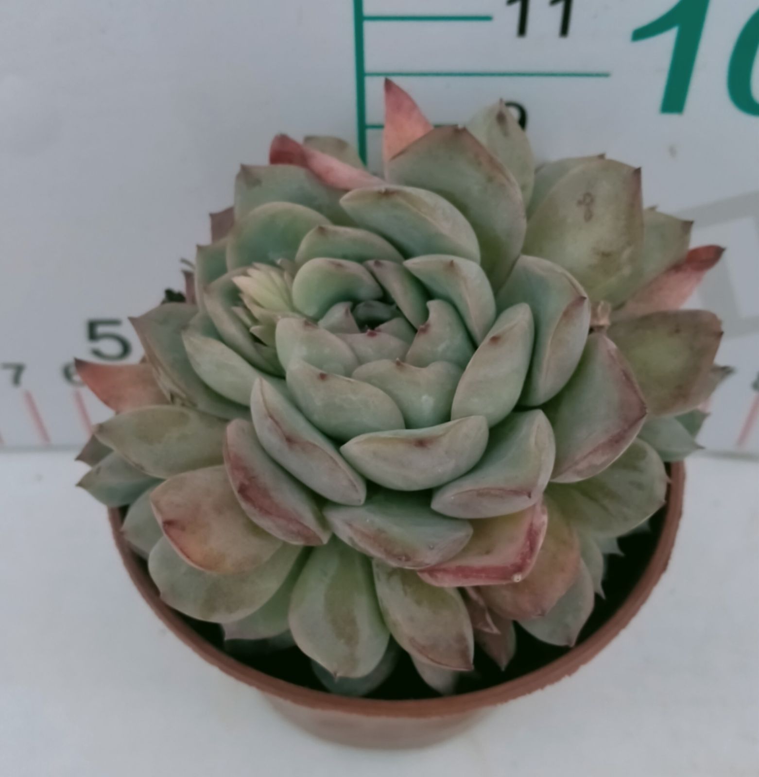 多肉植物 Z3198 アマツバメザ 18株 抜き苗 エケベリア セダム