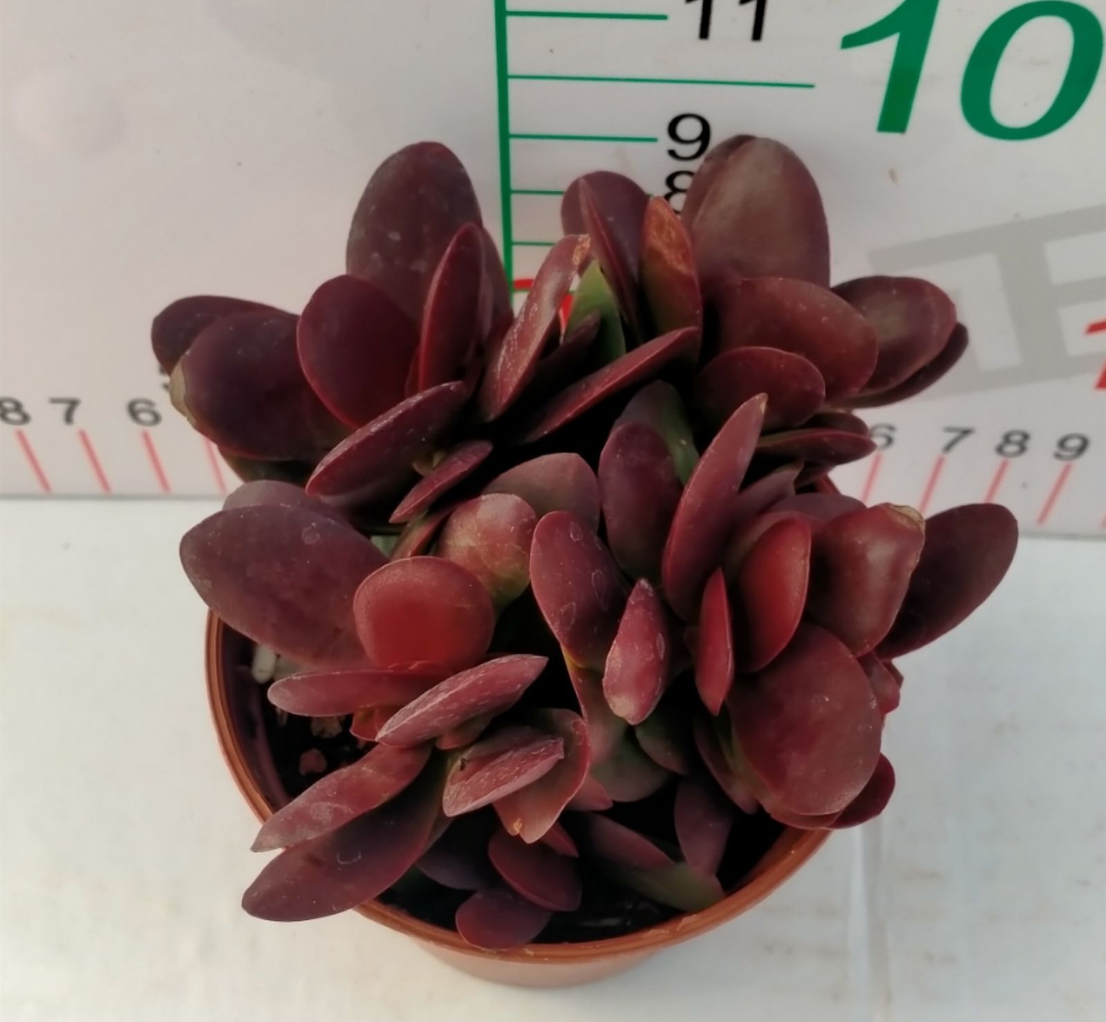 多肉植物 Z3206 ムラサキチョウ 18株 抜き苗 エケベリア セダム