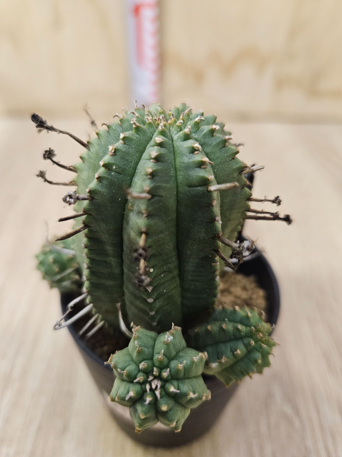 ユーフォルビア ホリダ - メルカリ