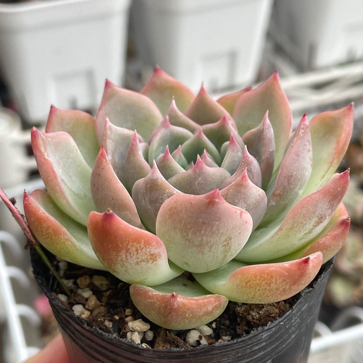 多肉植物♡賛歌❤︎抜き苗(根付き) - メルカリ