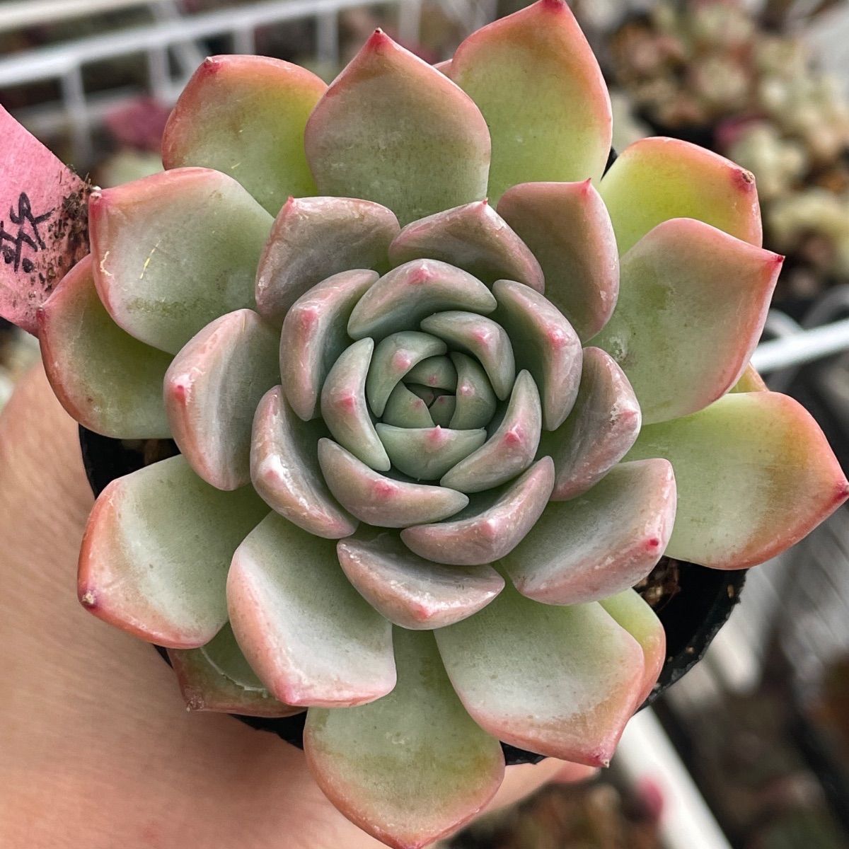 多肉植物♡賛歌❤︎抜き苗(根付き) - メルカリ