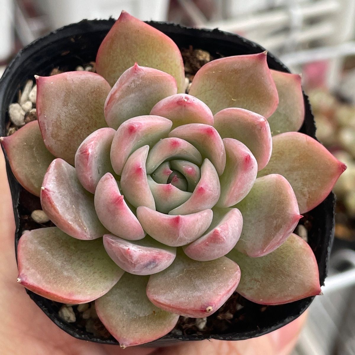 多肉植物♡プレイスソング❤︎抜き苗(根付き) - メルカリ