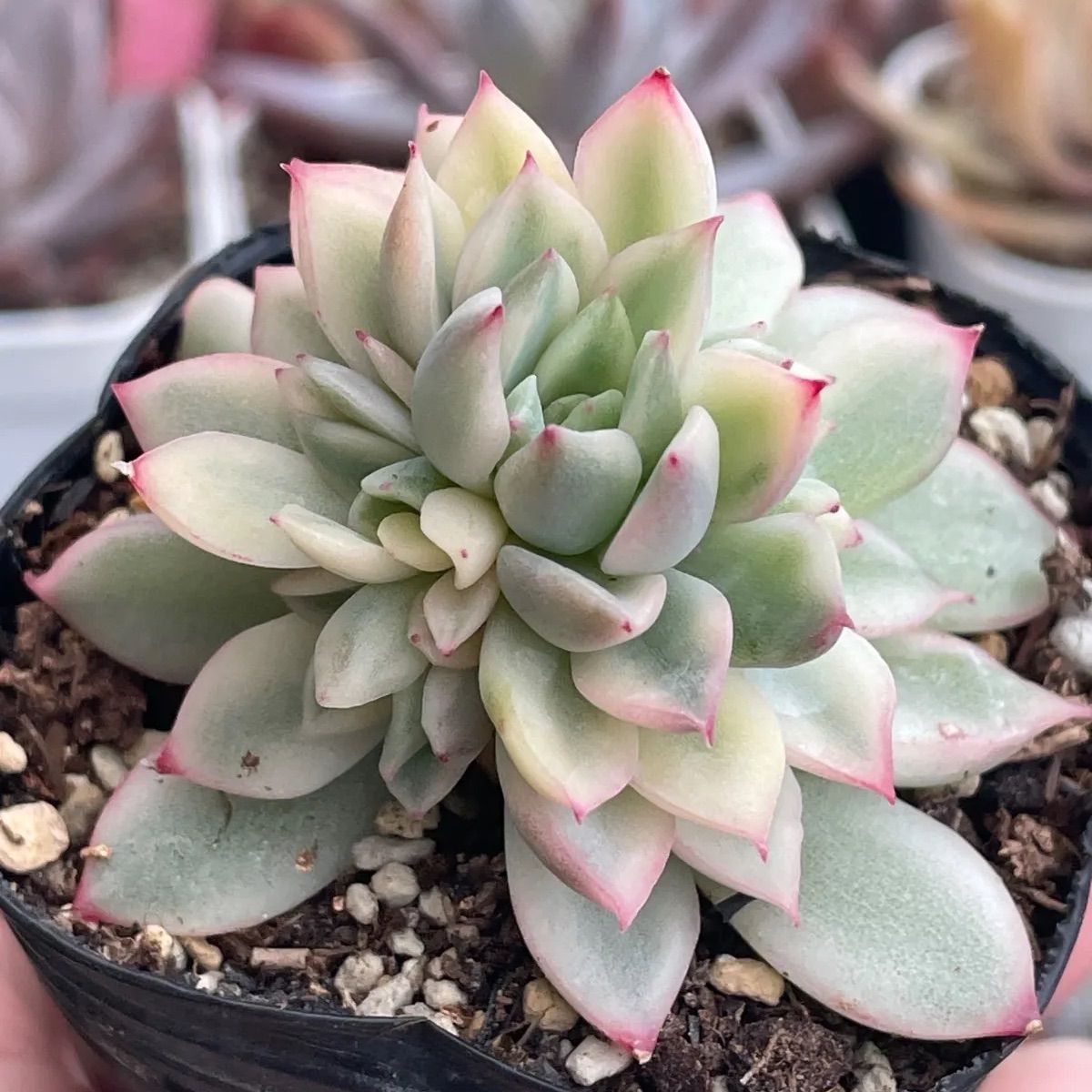 多肉植物♡メビナ錦❤︎抜き苗(根付き) - メルカリ