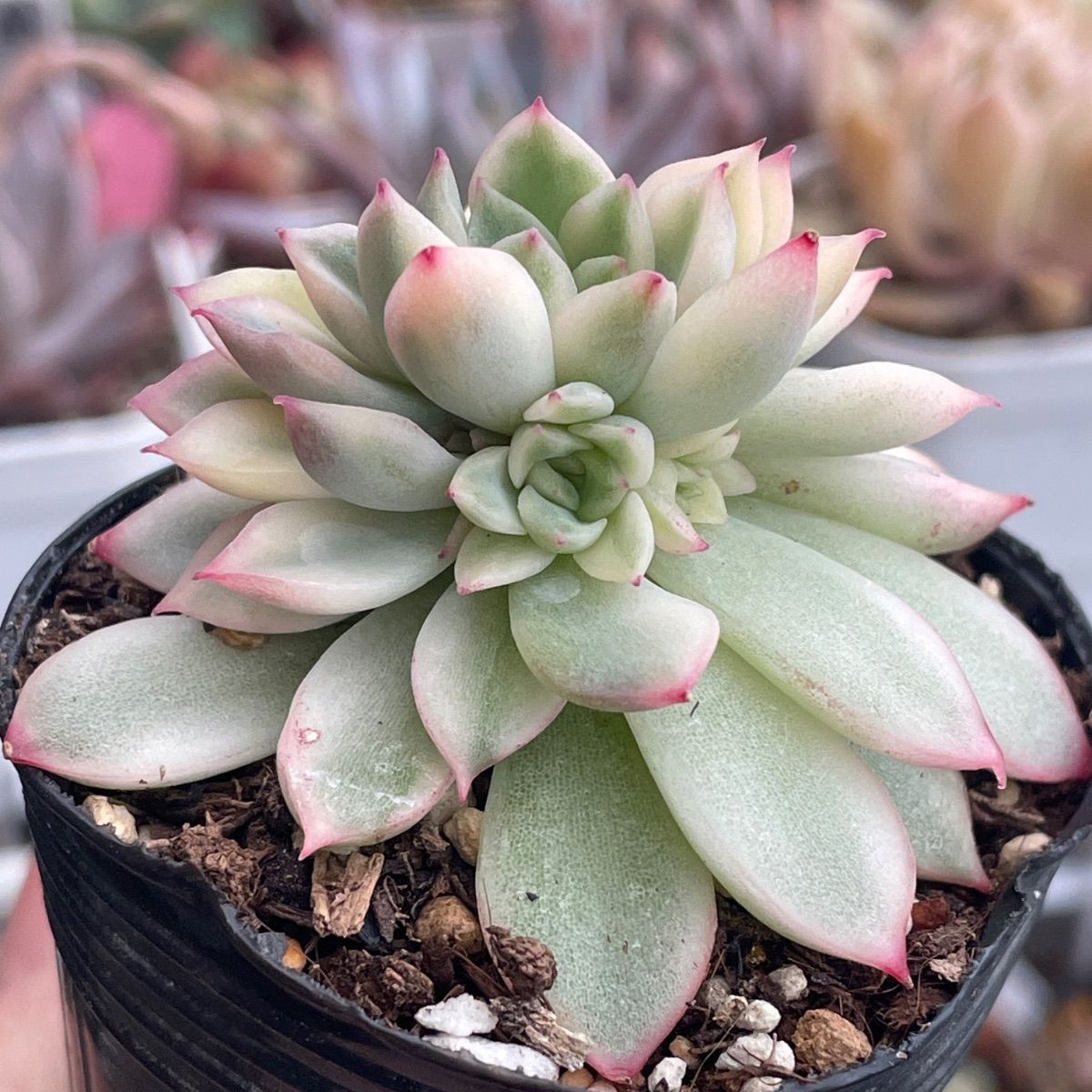 多肉植物♡メビナ錦❤︎抜き苗(根付き) - メルカリ