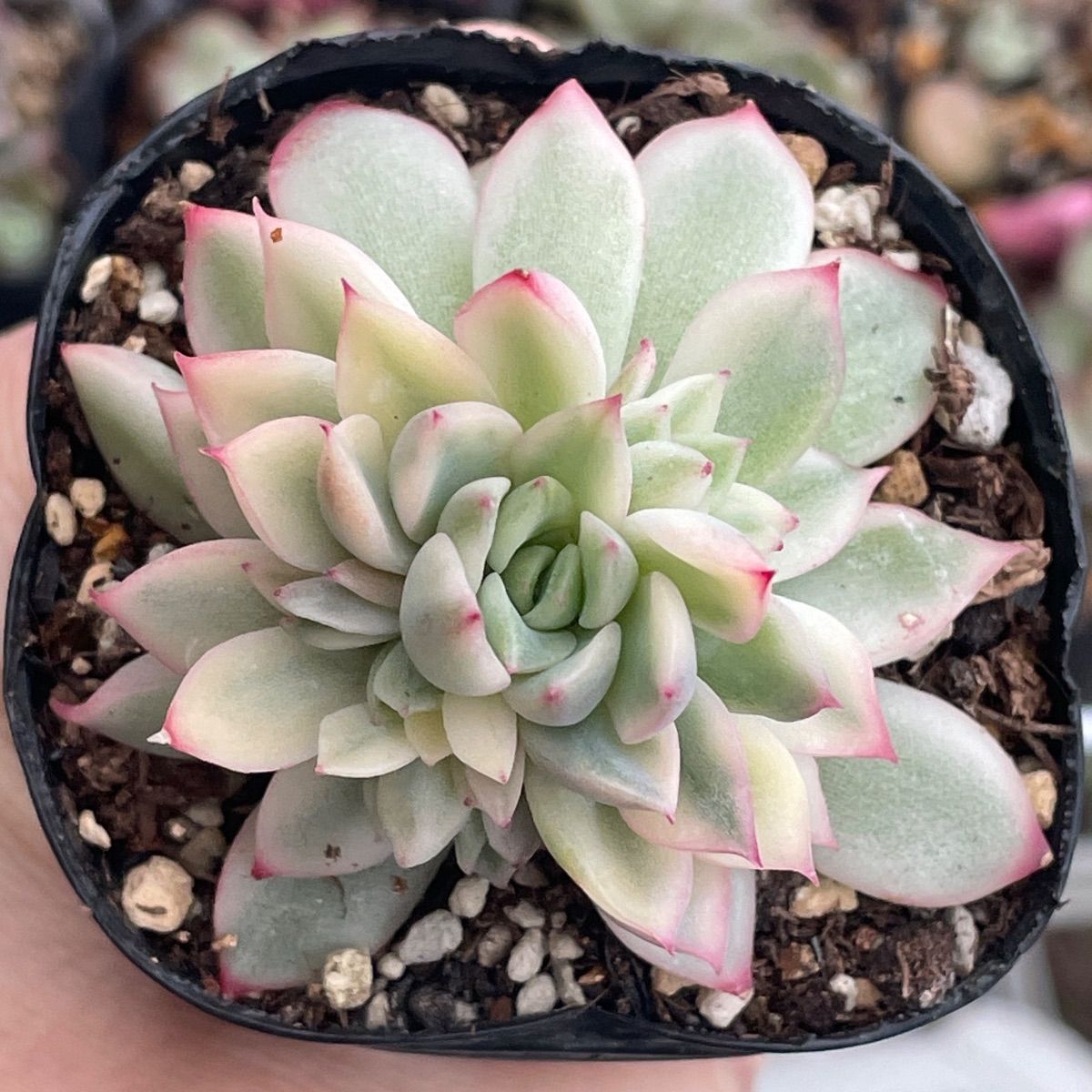 多肉植物♡メビナ錦❤︎抜き苗(根付き) - メルカリ