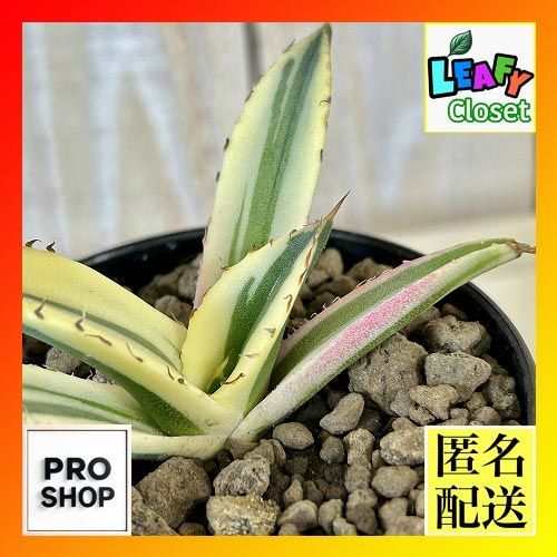 多肉植物 斑入りアガベ チタノタ スナグルトゥース 3号硬質ロング(個体
