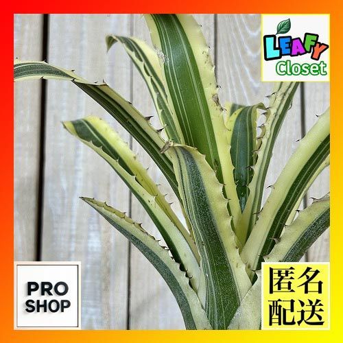 タンクブロメリア 【A】ホヘンベルギア カーラ 3号硬質ポット(現品