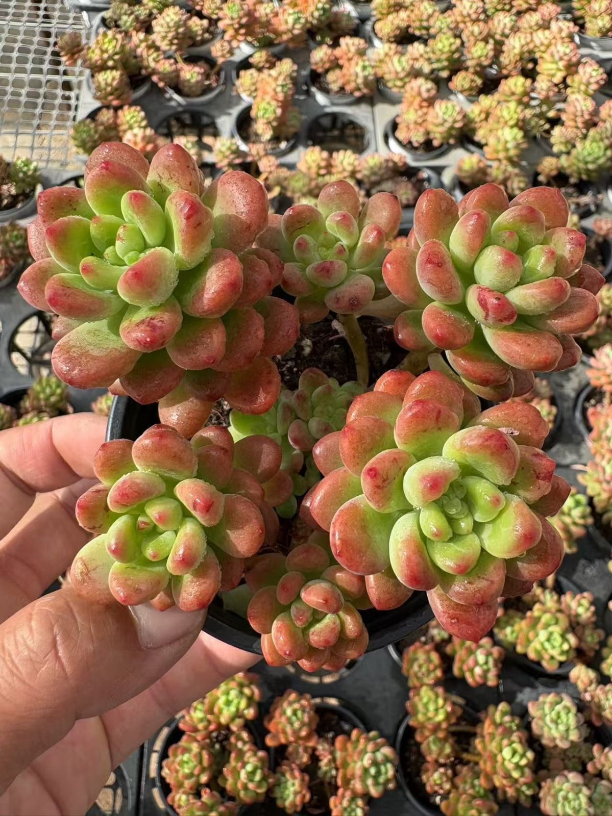 発売中 シャングリラ 18株セット 土鉢付き 美苗 エケベリア 多肉植物