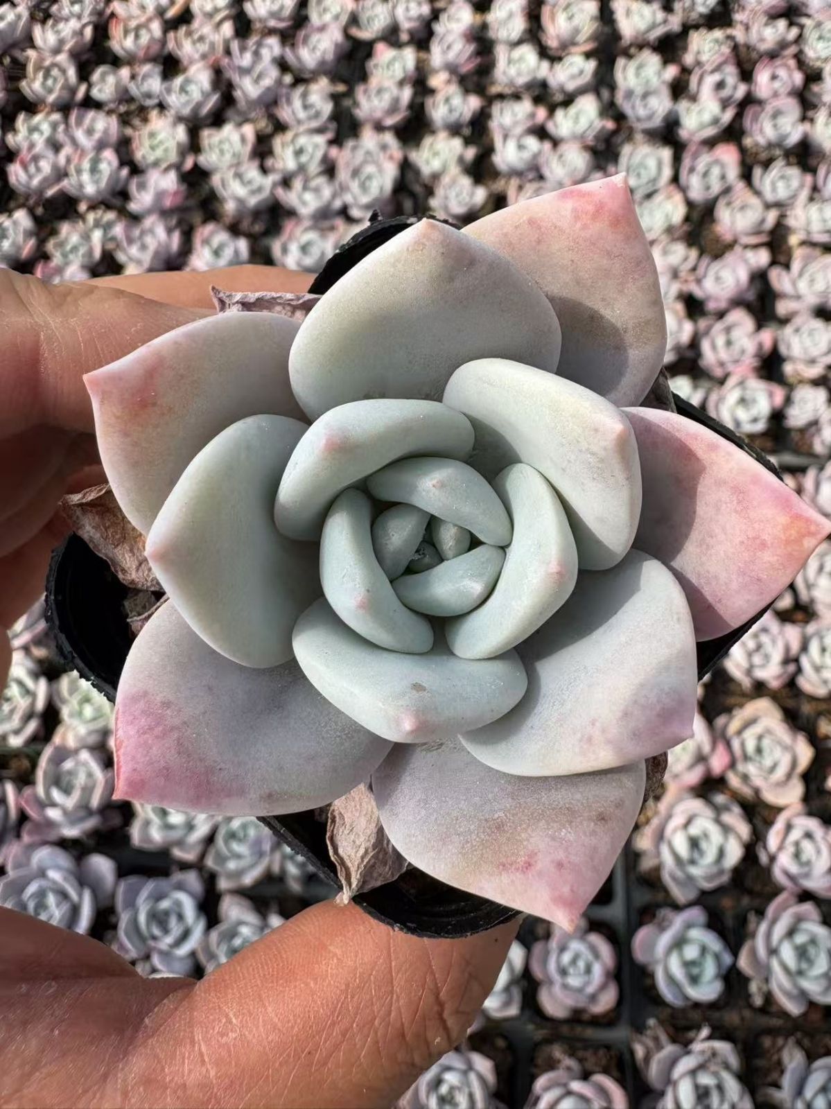 発売中 セツチャ 32株セット 土鉢付き 美苗 エケベリア 多肉植物 佐川