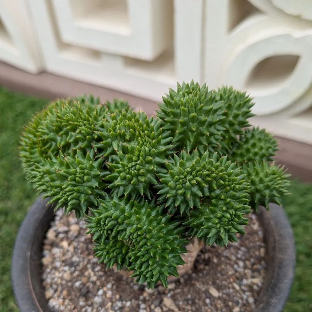 多肉植物ユーフォルビア スザンナエ（瑠璃晃）綴化 - メルカリ