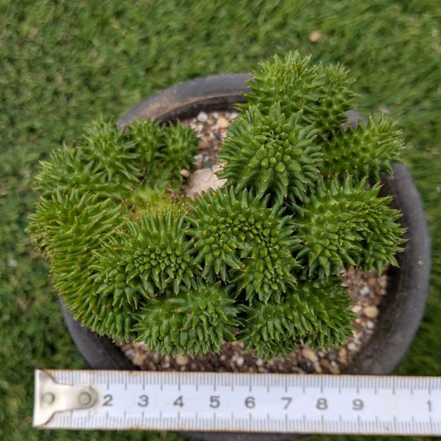 多肉植物ユーフォルビア スザンナエ（瑠璃晃）綴化 - メルカリ