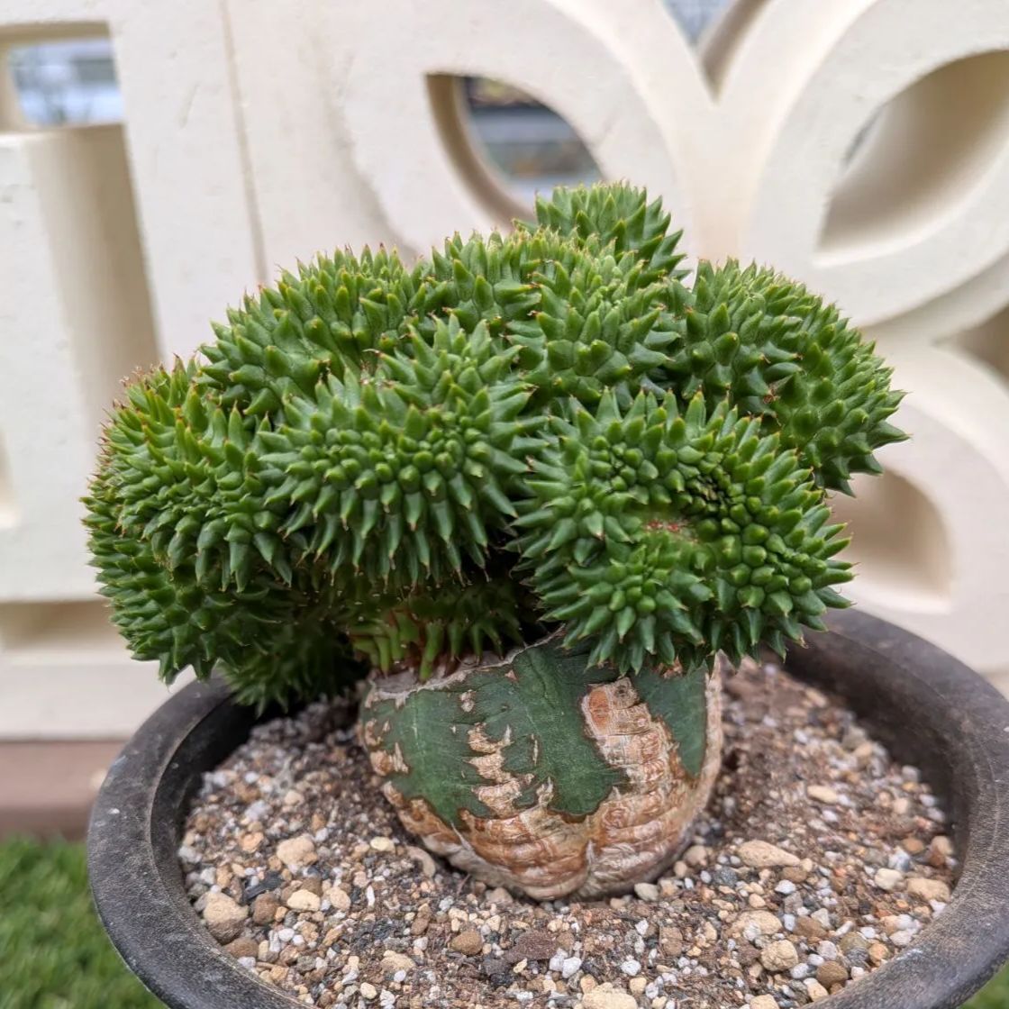 多肉植物ユーフォルビア スザンナエ（瑠璃晃）綴化 - メルカリ