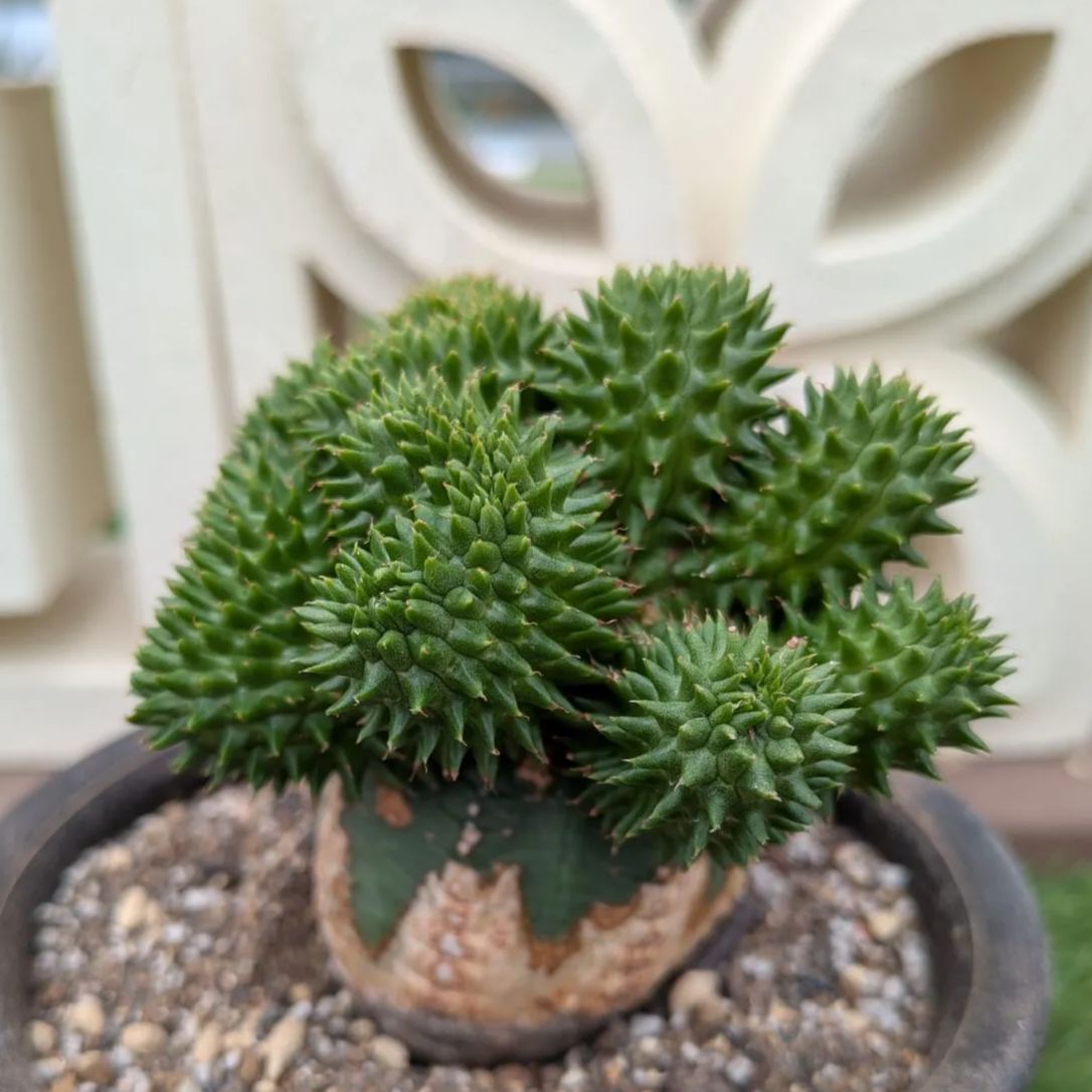 多肉植物ユーフォルビア スザンナエ（瑠璃晃）綴化 - メルカリ