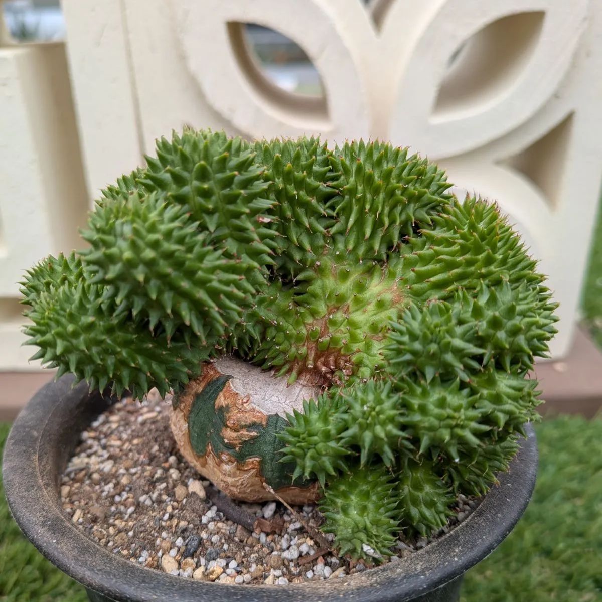 多肉植物ユーフォルビア スザンナエ（瑠璃晃）綴化 - メルカリ