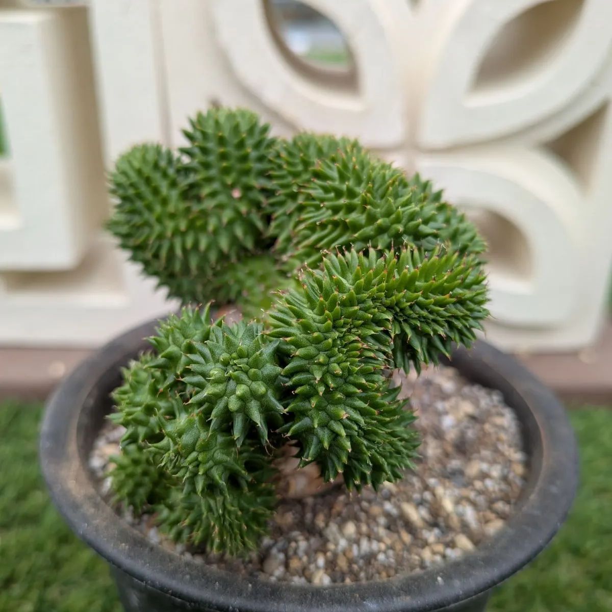 多肉植物ユーフォルビア スザンナエ（瑠璃晃）綴化 - メルカリ