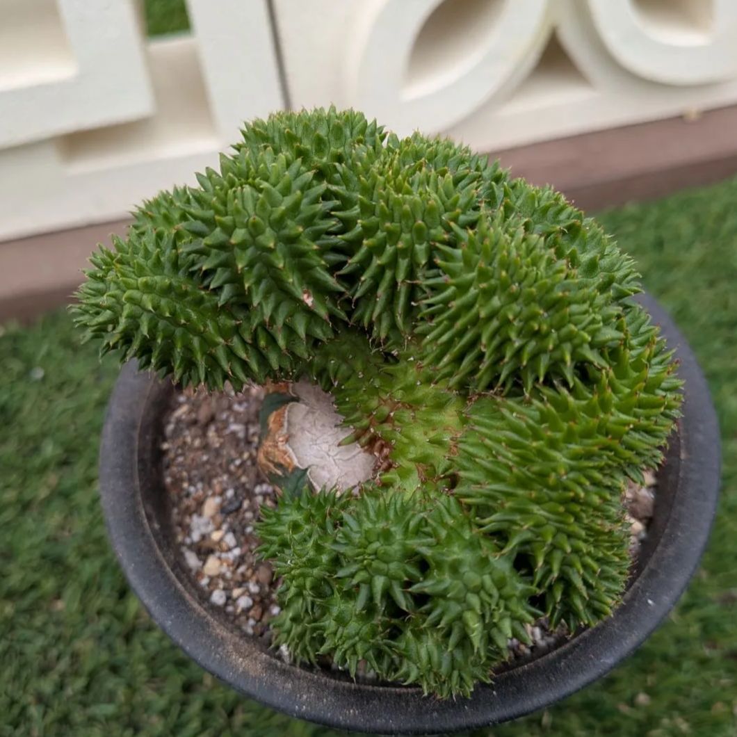 多肉植物ユーフォルビア スザンナエ（瑠璃晃）綴化 - メルカリ