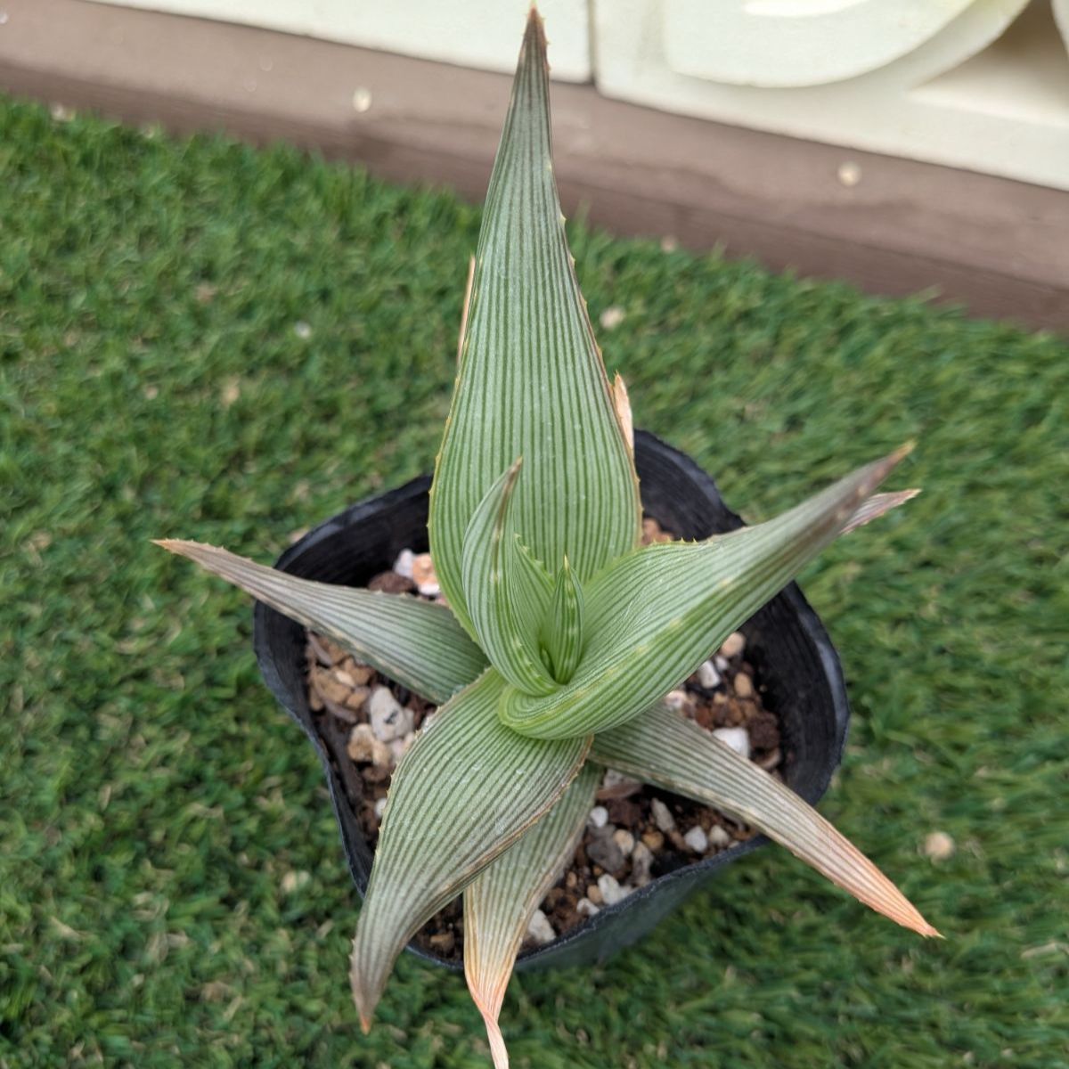 多肉植物アロエ属 ベラ - メルカリ