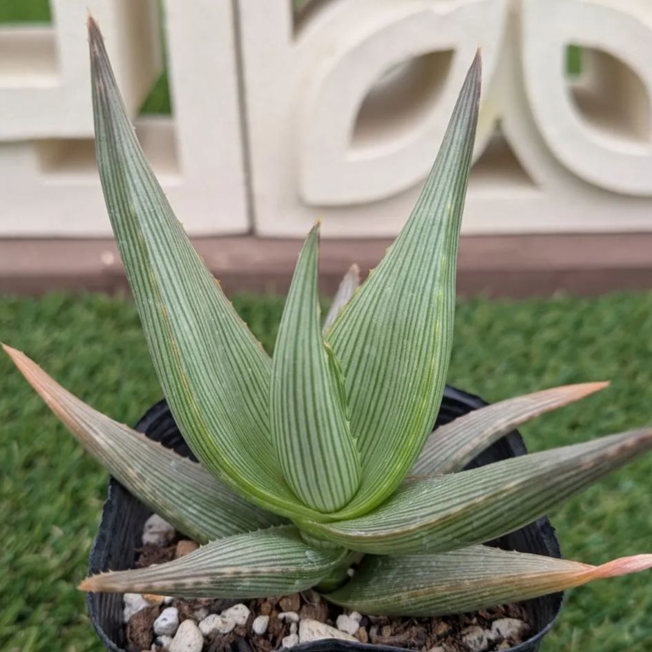 多肉植物アロエ属 ベラ - メルカリ