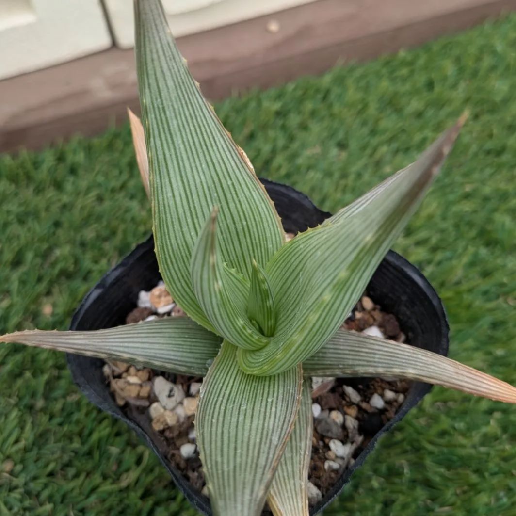 多肉植物アロエ属 ベラ - メルカリ