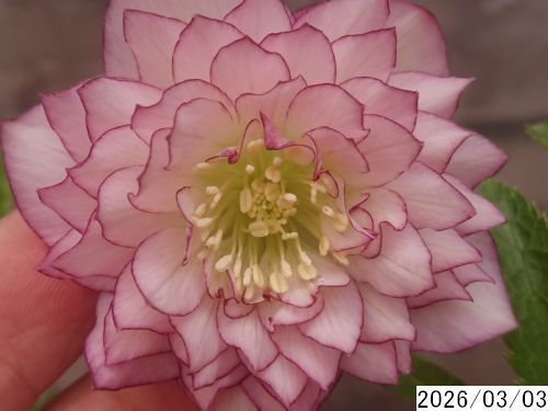 花1ガク0蕾0 開花株4号 吉田多弁交配 吉田園芸生産 多弁ダブル