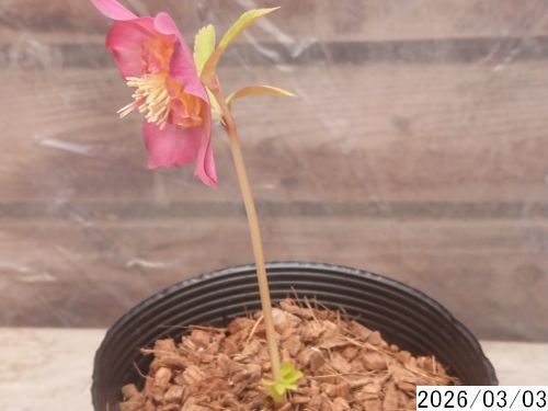 花1ガク0蕾0 開花株4号 変わった色吉田交配 吉田園芸生産 セミダブル