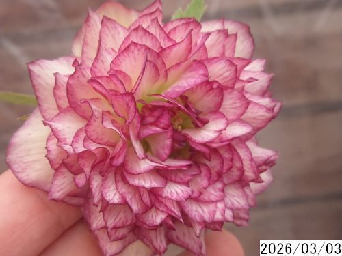 花1ガク0蕾0 開花株4号 吉田多弁交配 吉田園芸生産 超多弁 クリスマス