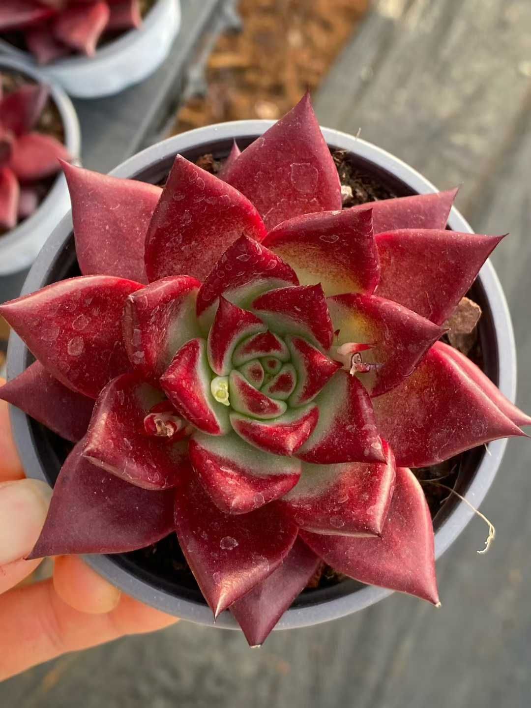 新入荷 18鉢の土鉢付きセット ロビン 多肉植物 佐川急便発送