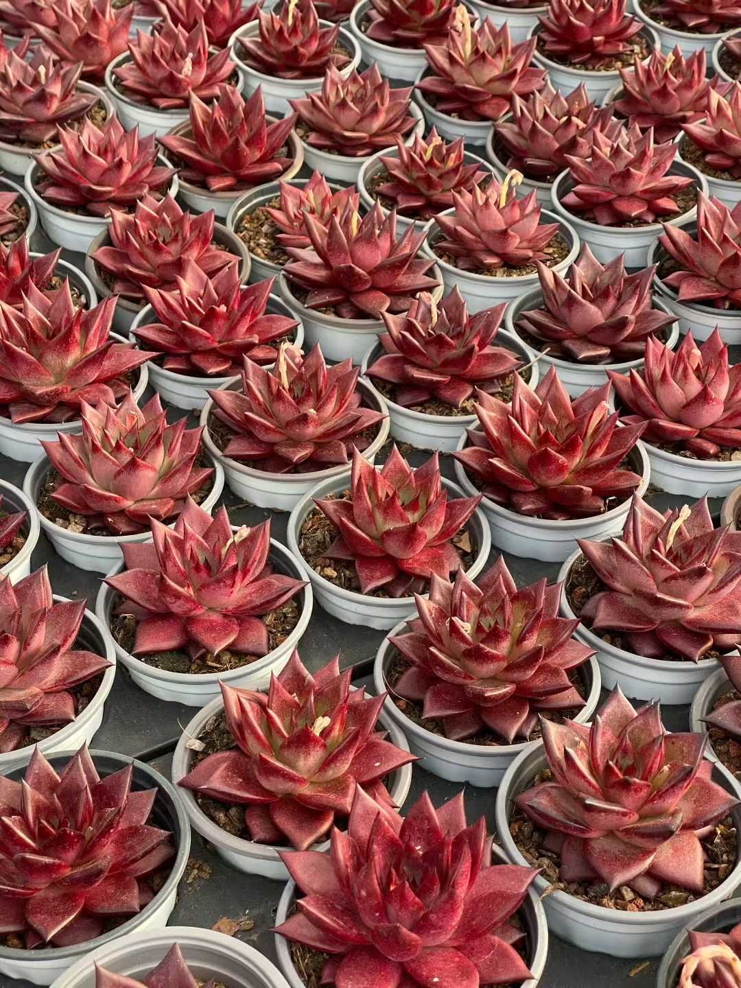 新入荷 18鉢の土鉢付きセット ロビン 多肉植物 佐川急便発送