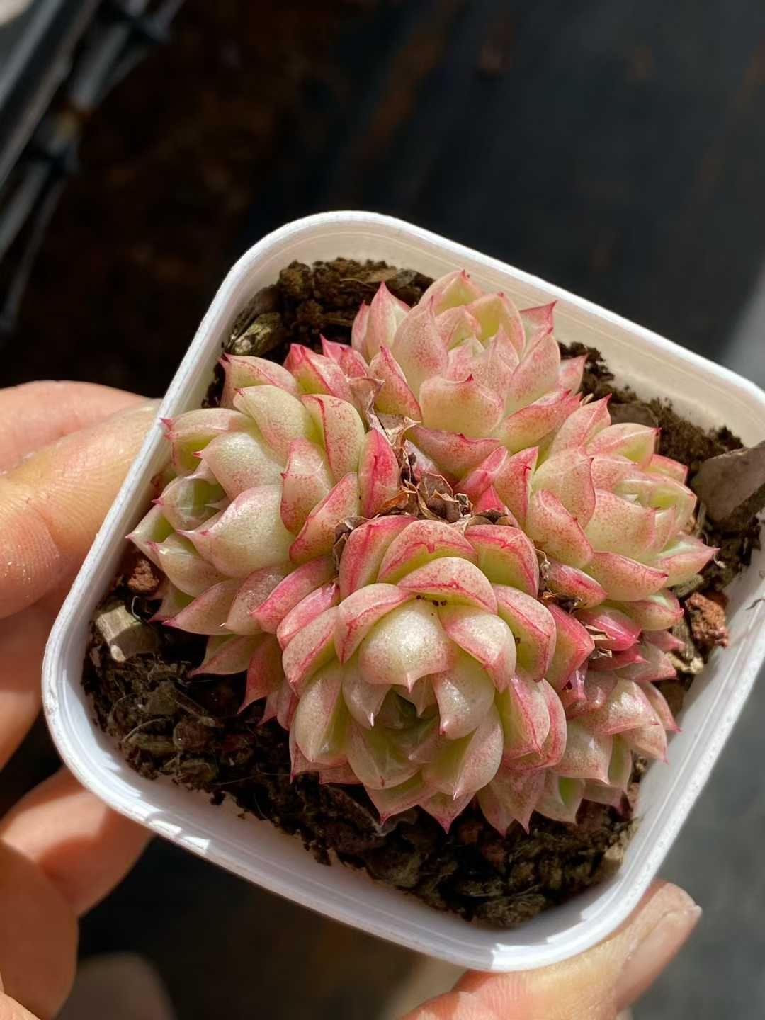 新入荷 32鉢の土鉢付きセット レッドクイーン 多肉植物 佐川急便発送