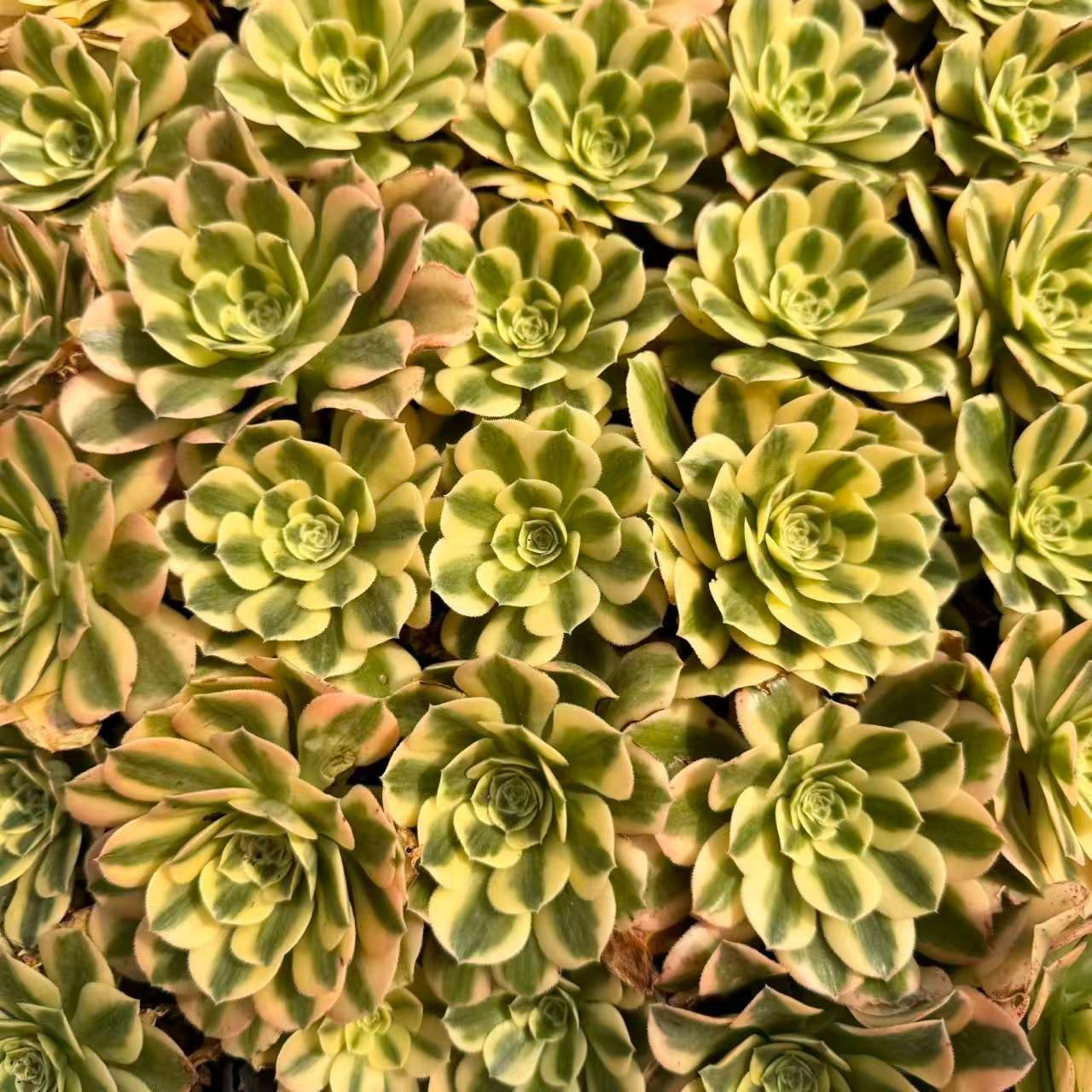 新入荷マイバッハ×50苗 X599土付き 多肉植物 詰め合わせ アエオニウム