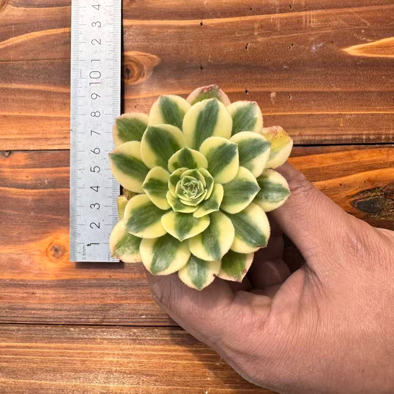 新入荷マイバッハ×50苗 X599土付き 多肉植物 詰め合わせ アエオニウム