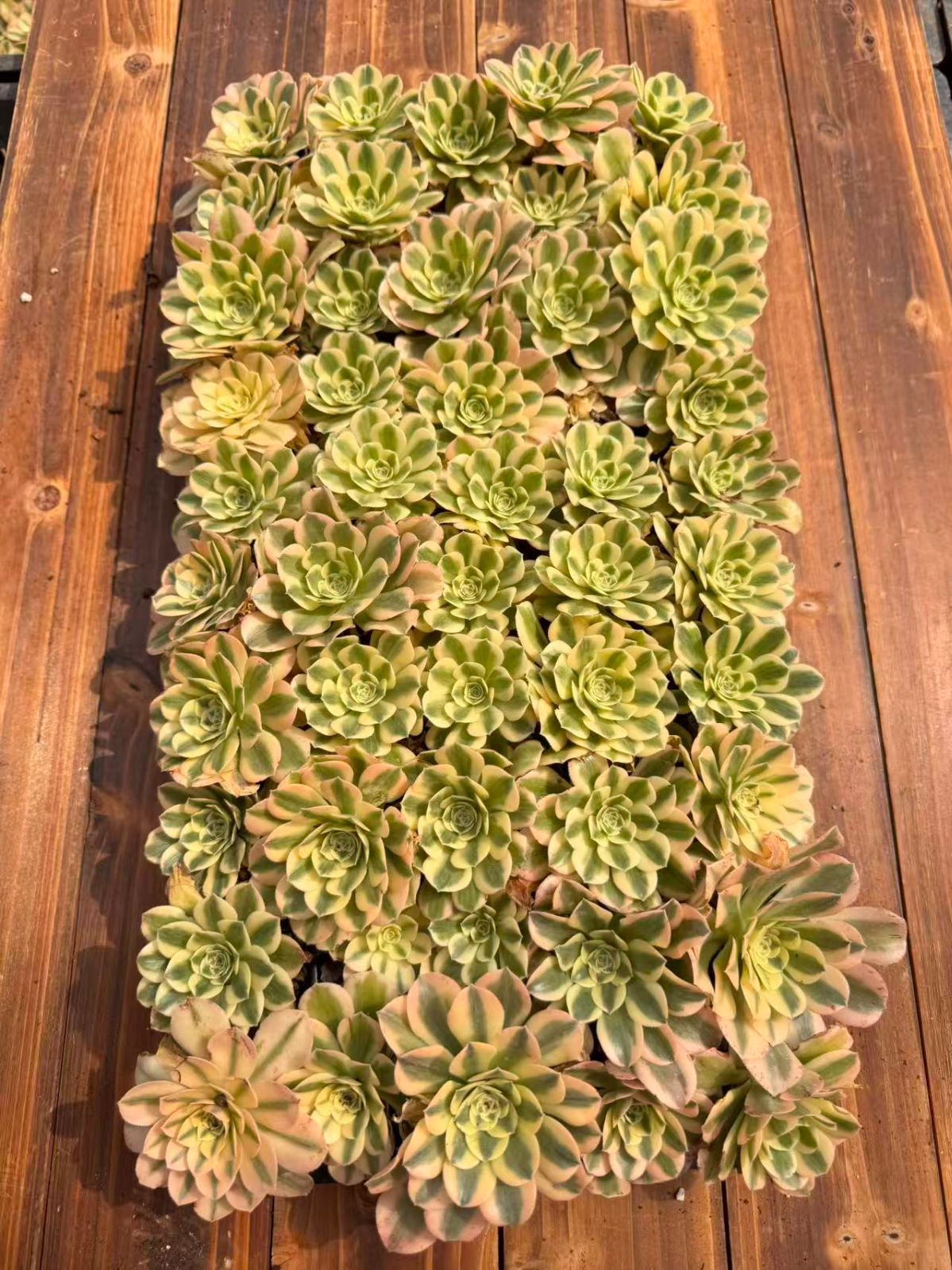 新入荷マイバッハ×50苗 X599土付き 多肉植物 詰め合わせ アエオニウム