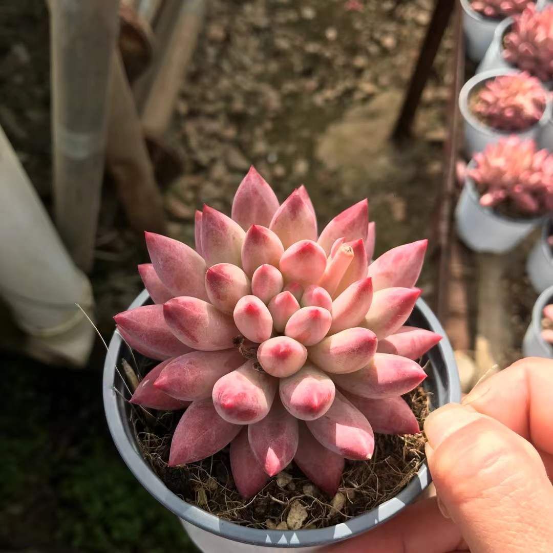 新入荷 レッドグビジン×18株 Z3598抜き苗 多肉植物　詰め合わせ アエオニウム エケベリア サボテン 韓国苗