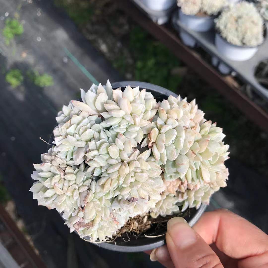 新入荷 ハクチャツイ×18株 Z3600抜き苗 多肉植物　詰め合わせ アエオニウム エケベリア サボテン 韓国苗 10,318円