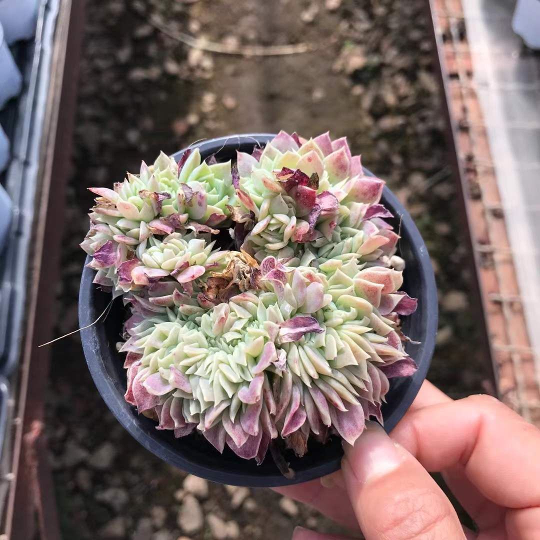 新入荷 ヒスイトウツイカ×18株 Z3604抜き苗 多肉植物 詰め合わせ