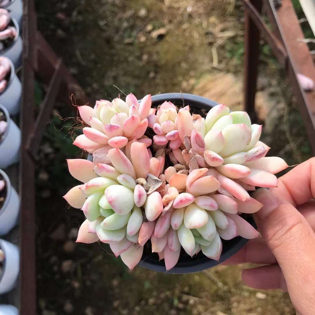 新入荷 ピンクピーチブロッサム×18株 Z3614抜き苗 多肉植物　詰め合わせ アエオニウム エケベリア サボテン 韓国苗
