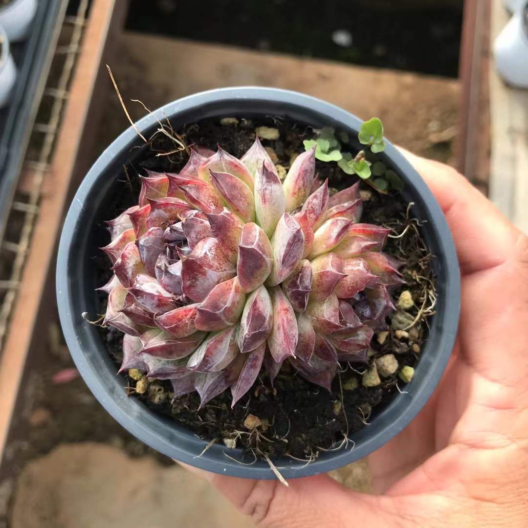 新入荷 ブラックゴールドダイヤモンド×18株 Z3617抜き苗 多肉植物