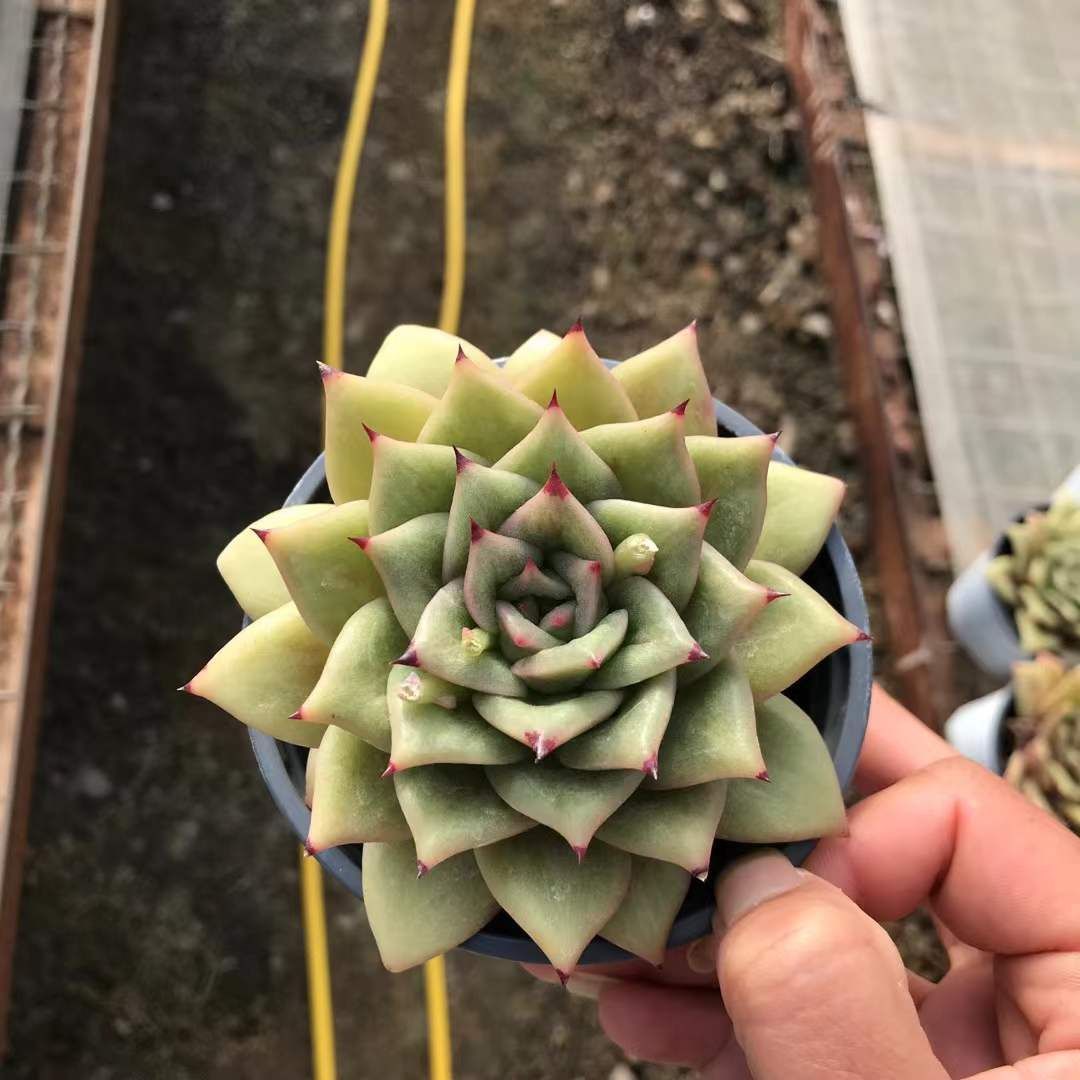 新入荷 バラ×18株 Z3649抜き苗 多肉植物 詰め合わせ アエオニウム