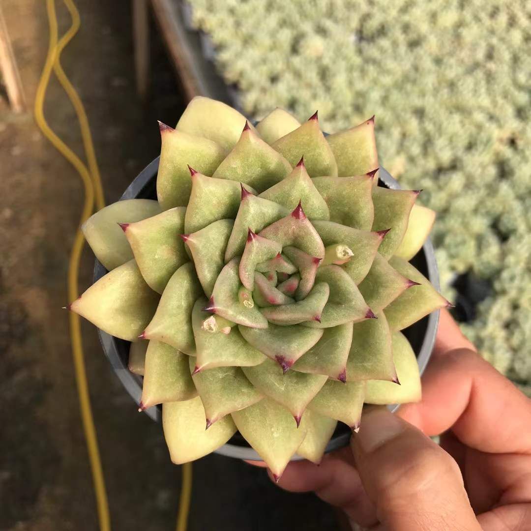 新入荷 バラ×18株 Z3649抜き苗 多肉植物 詰め合わせ アエオニウム