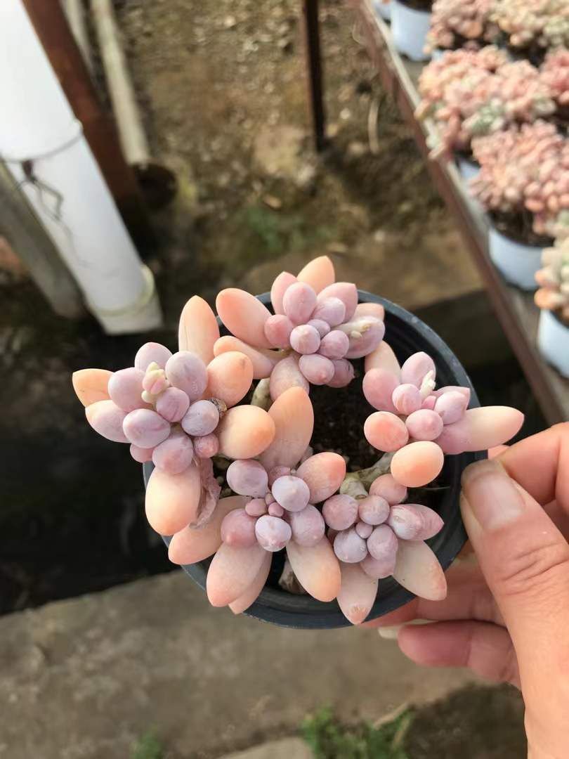 新入荷 パフュームフィンガー×18株 Z3652抜き苗 多肉植物　詰め合わせ アエオニウム エケベリア サボテン 韓国苗