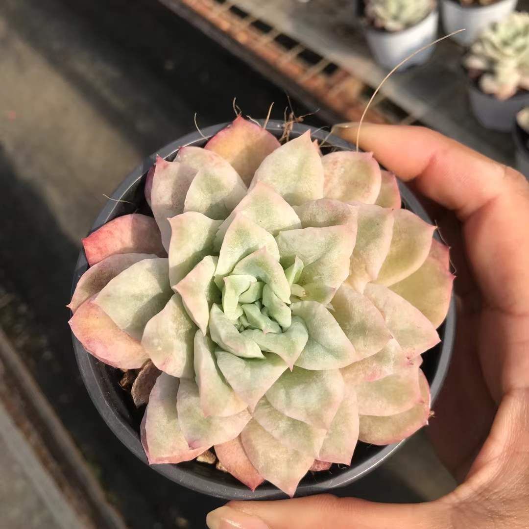 新入荷 シフォンドレス×18株 Z3654抜き苗 多肉植物 詰め合わせ