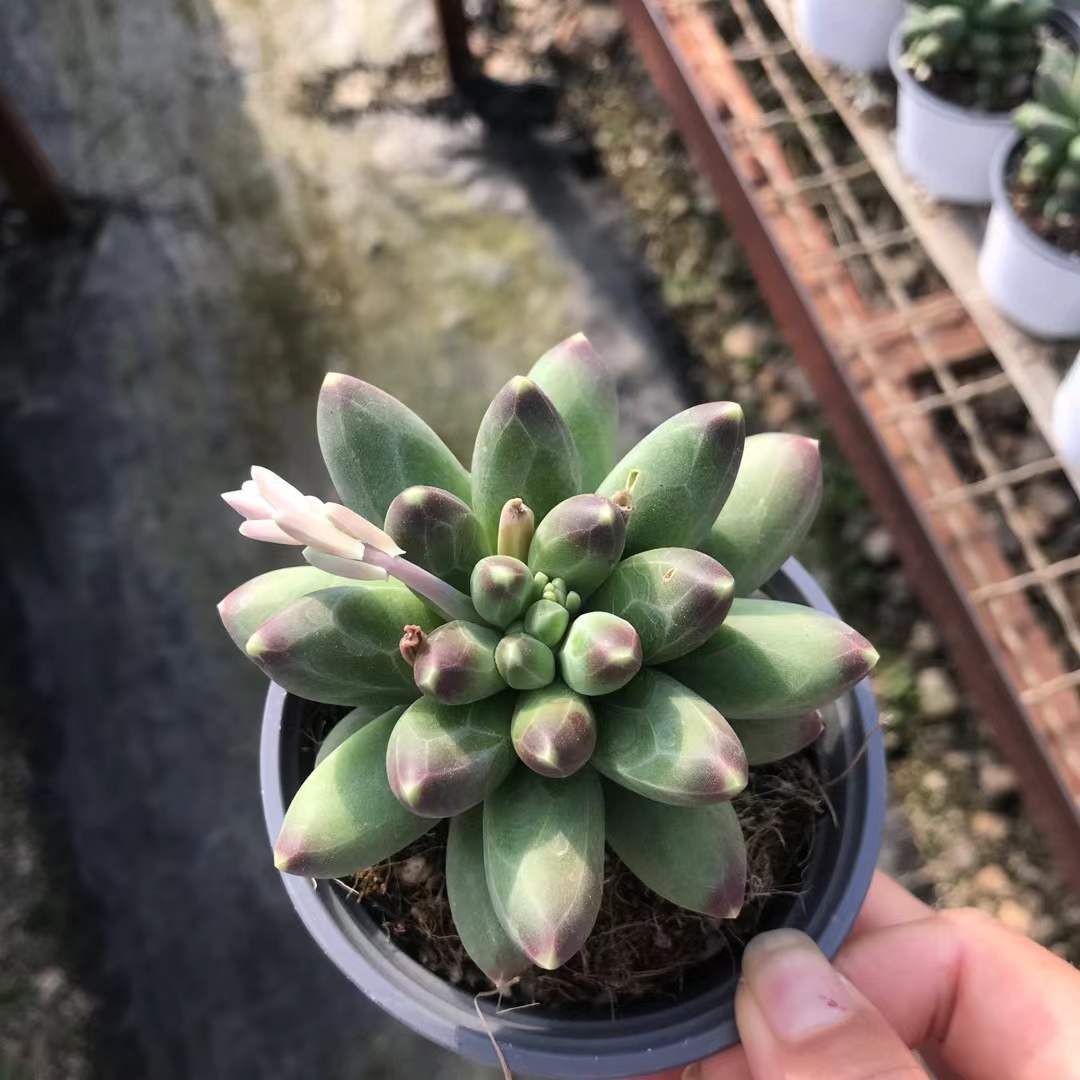 新入荷 チヨダ×18株 Z3659抜き苗 多肉植物　詰め合わせ アエオニウム エケベリア サボテン 韓国苗