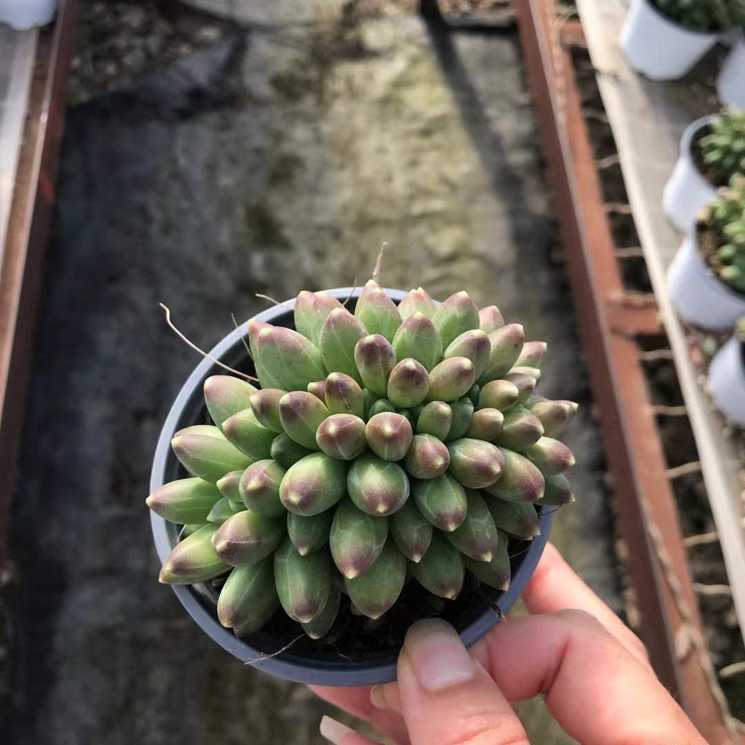 新入荷 チヨダツズキ×18株 Z3674抜き苗 多肉植物　詰め合わせ アエオニウム エケベリア サボテン 韓国苗