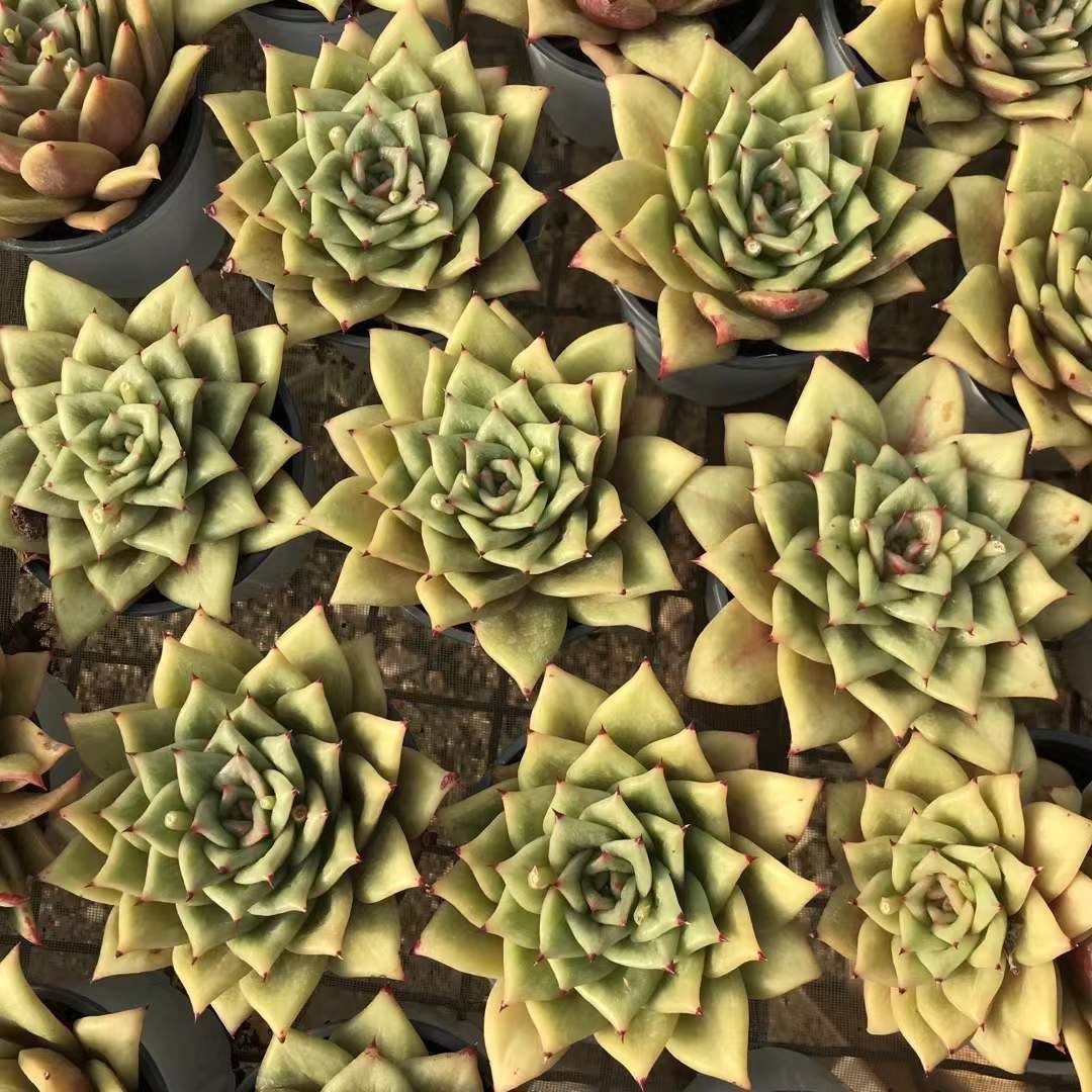 新入荷 バラ×18株 Z3649抜き苗 多肉植物 詰め合わせ アエオニウム