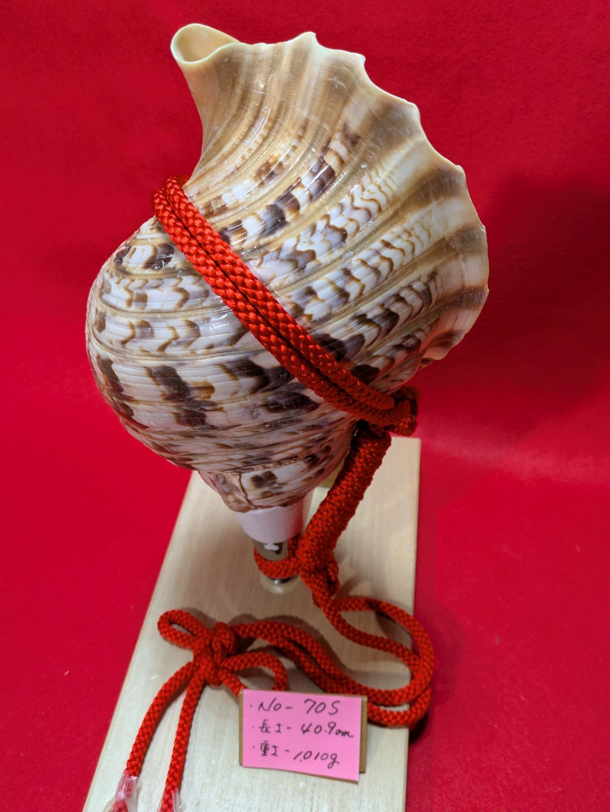 NO−70.S #法螺貝#金具入り#ほら貝#ホラ貝#修験道#和楽器 - メルカリ