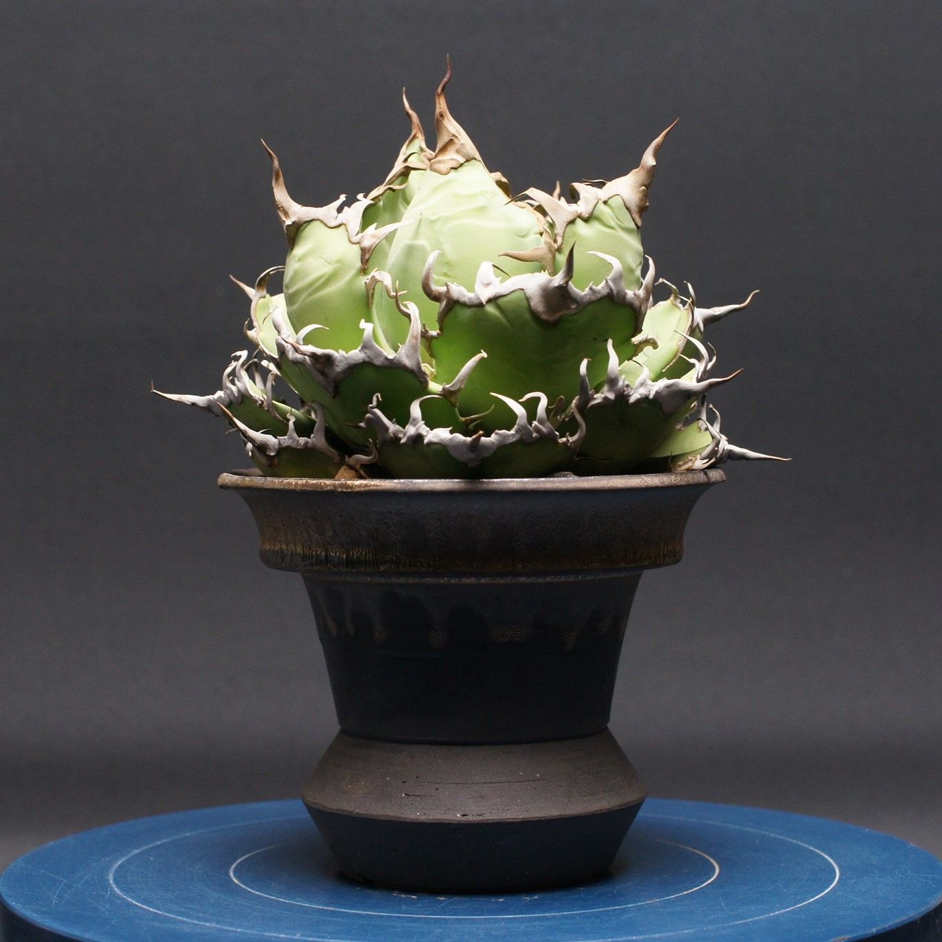 アガベ チタノタ【シーザー】 